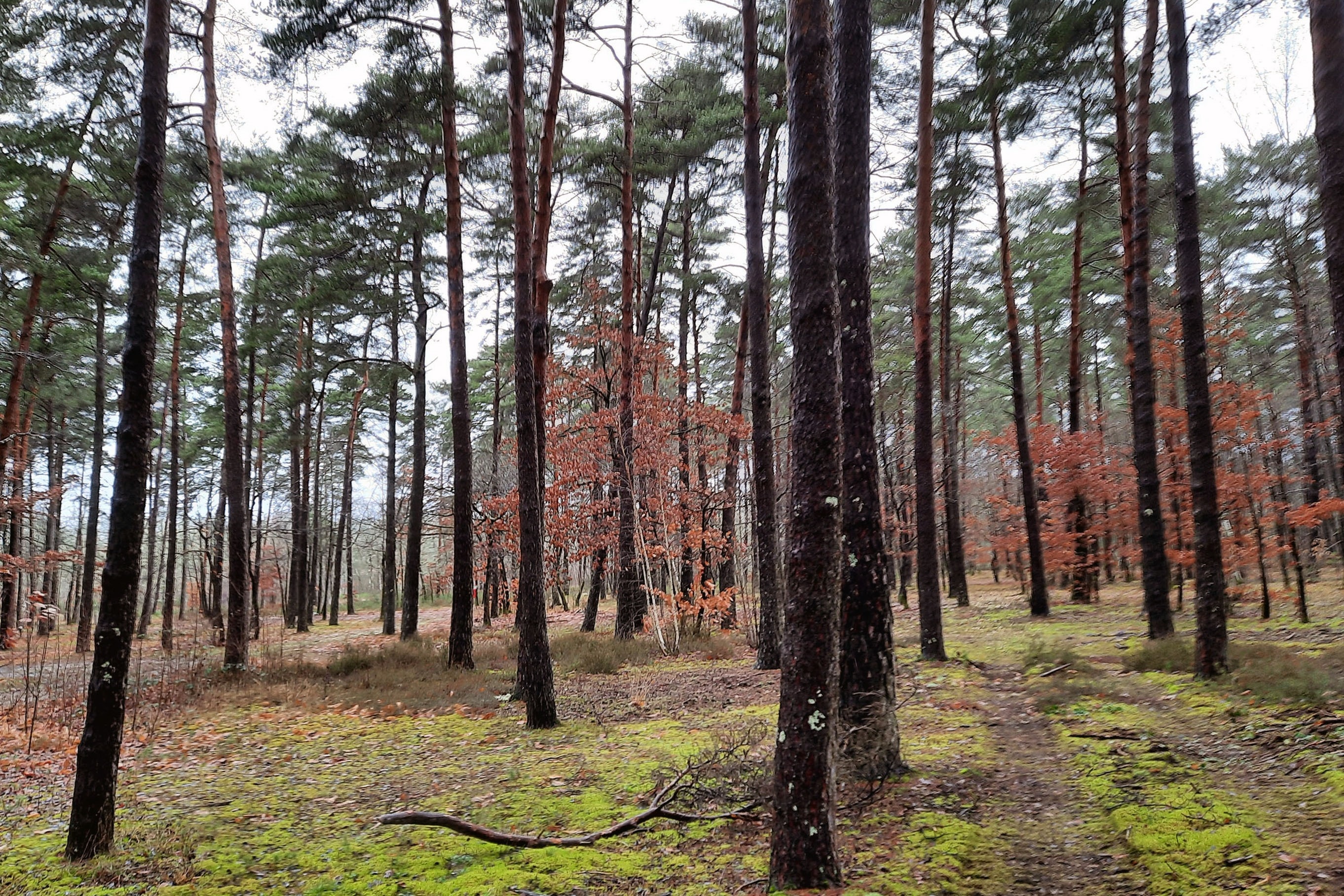 Camping Les Pins Onlycamp