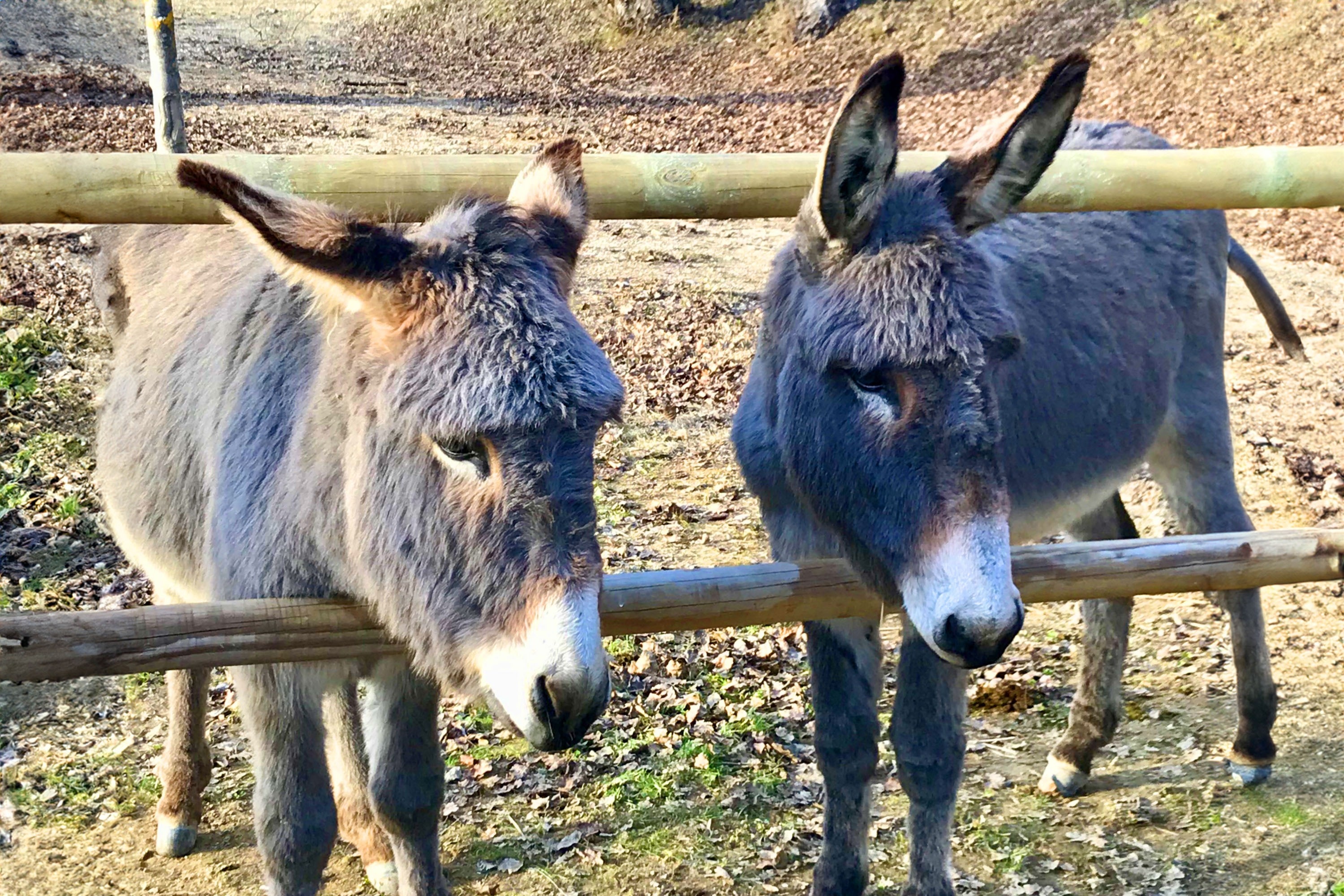 Flower Camping La Rivière