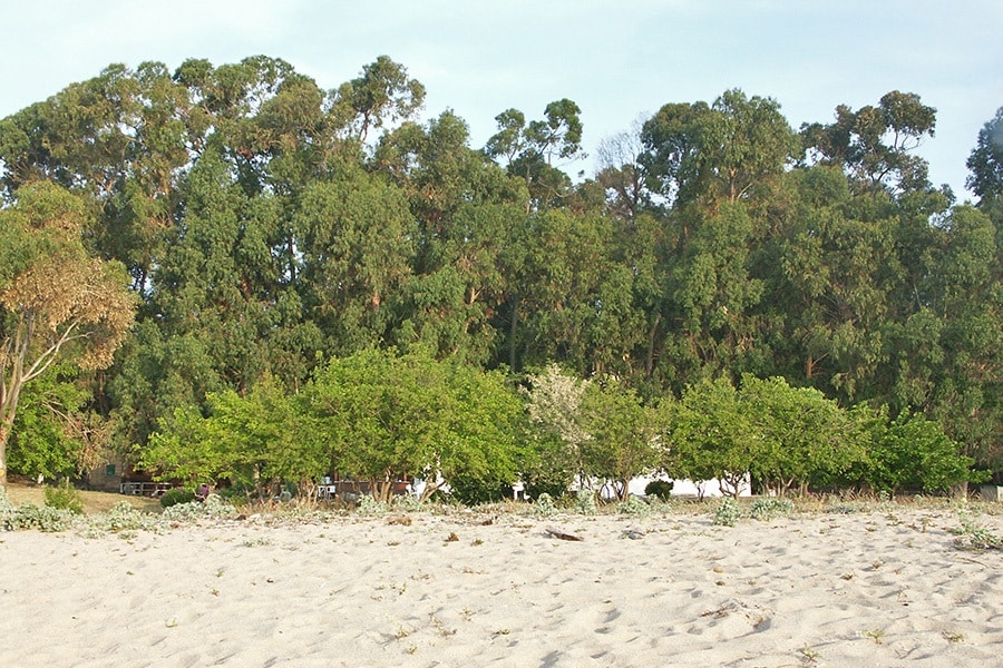 Camping Les Eucalyptus