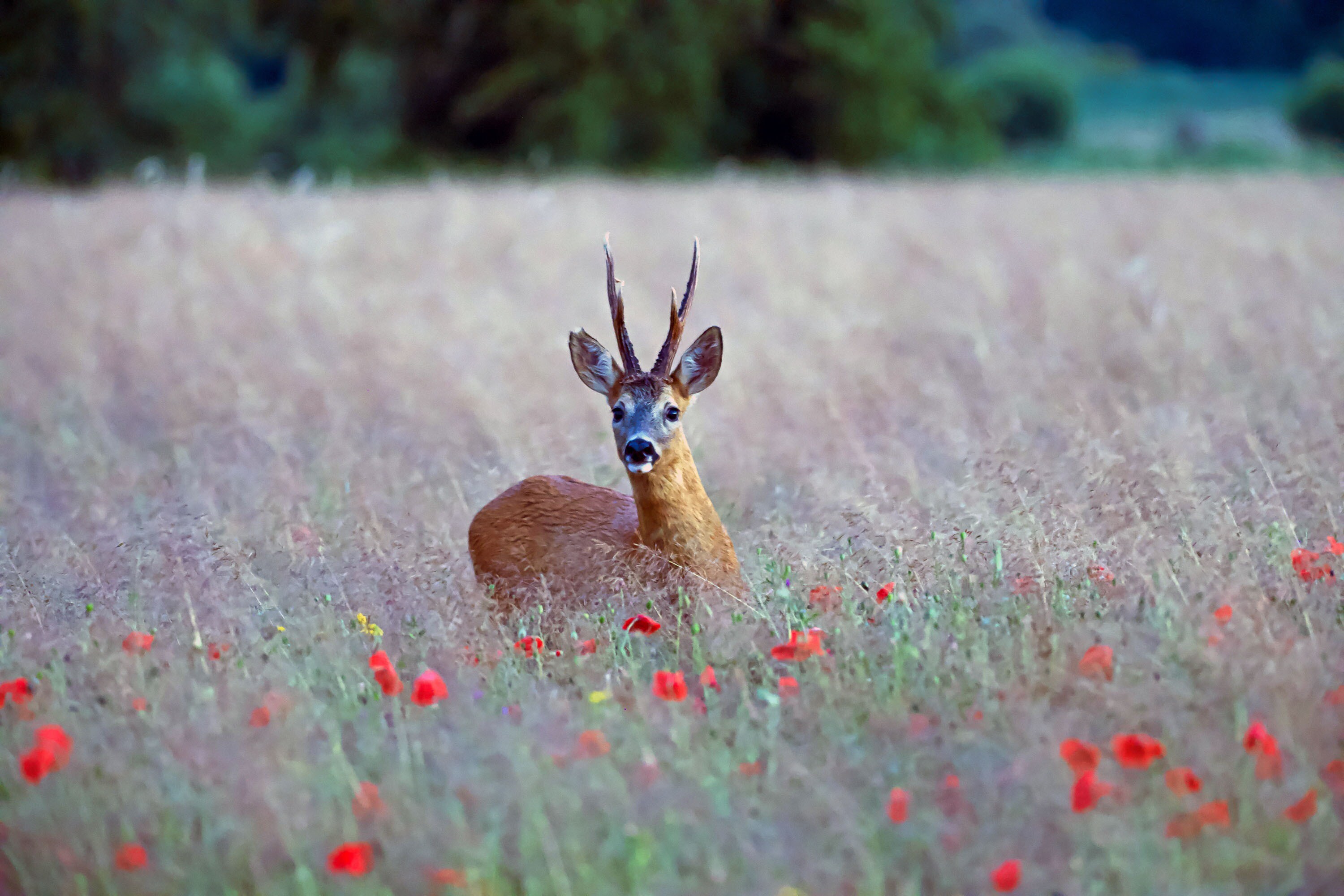 Natuurcamping Eversebergen