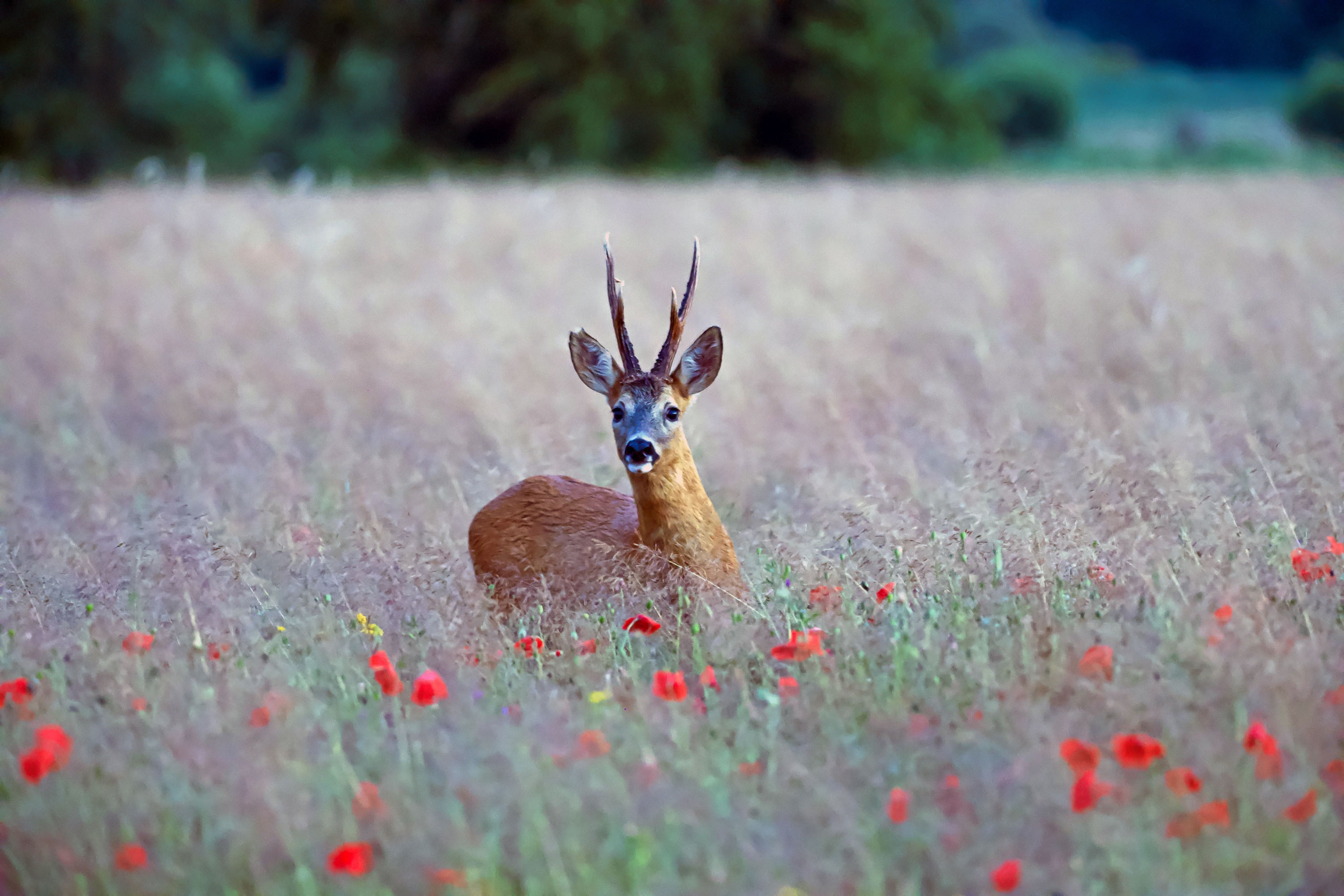Natuurcamping Eversebergen