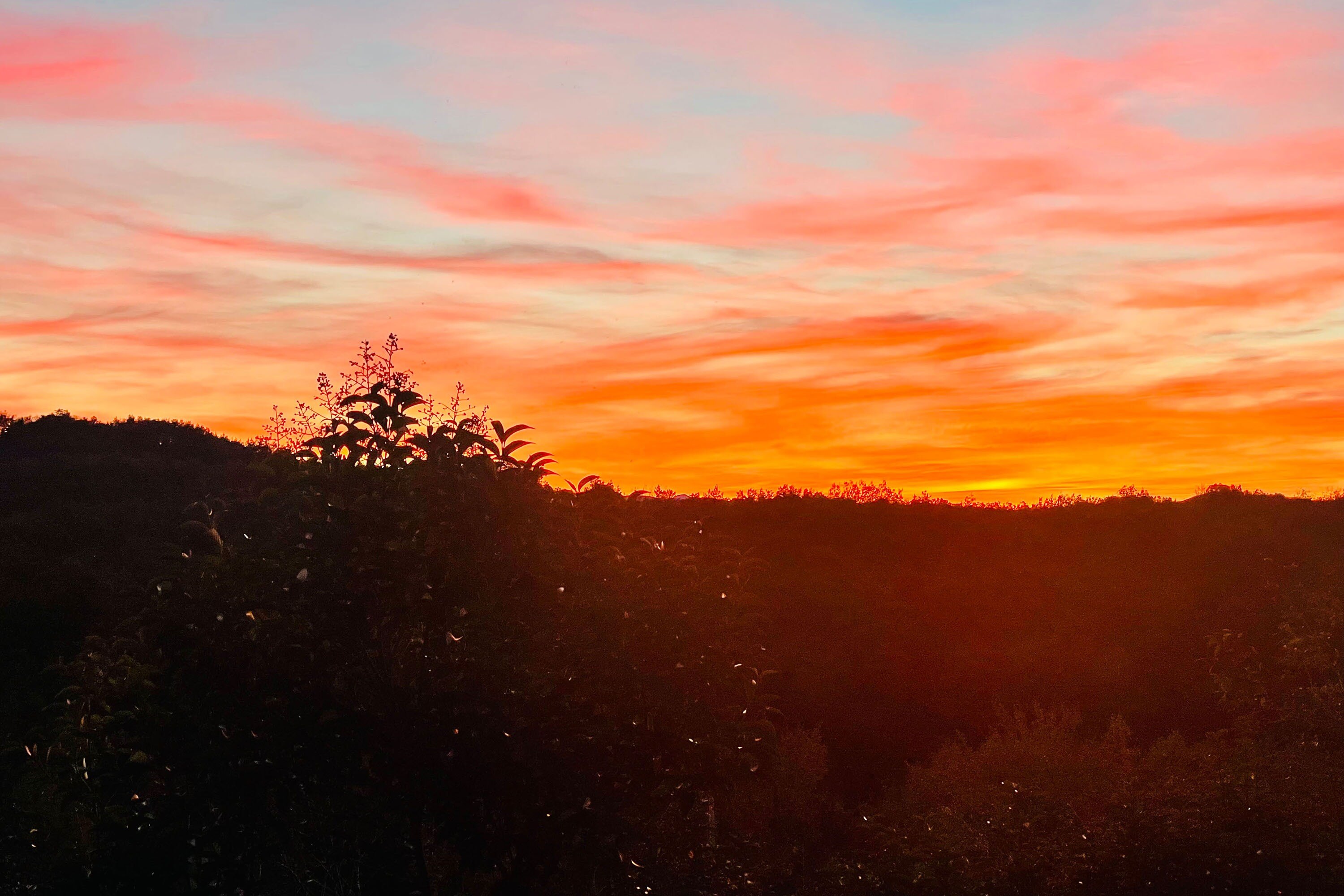 Flower Camping La Pibola