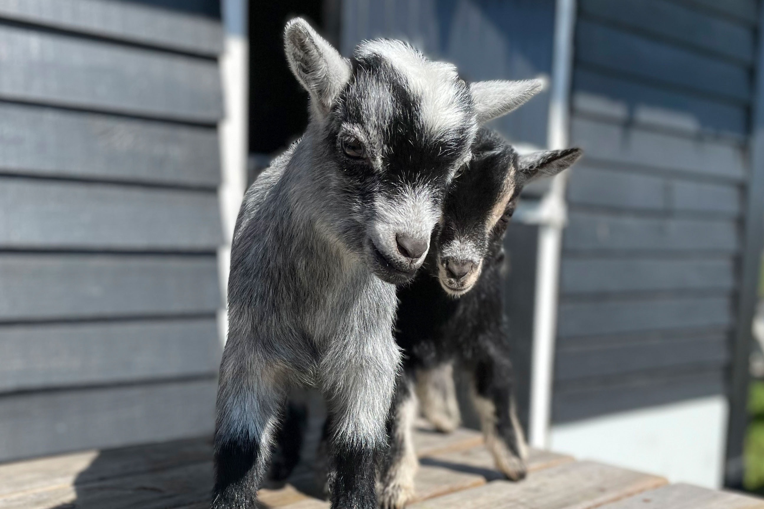 Midicamping Van der Burgh