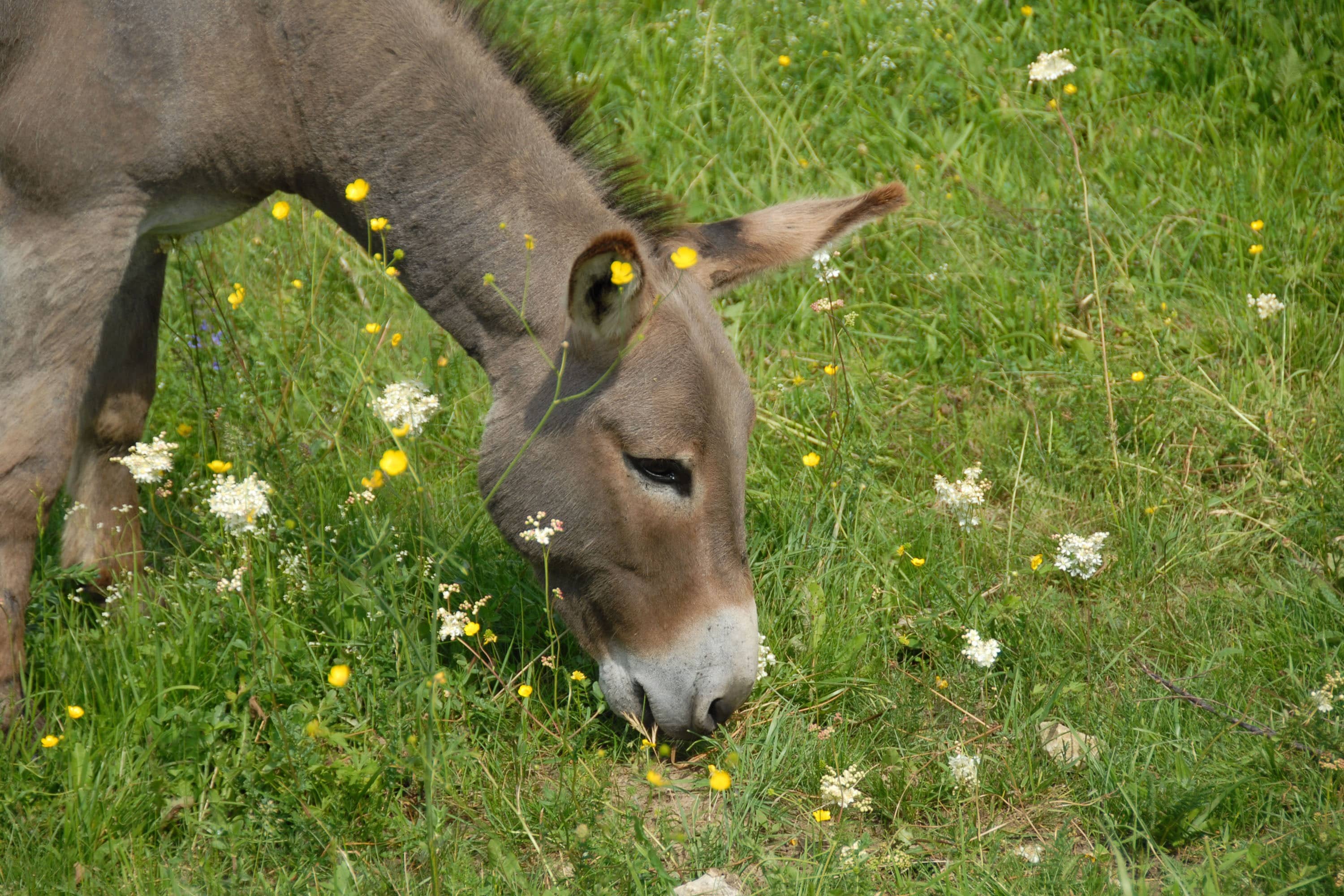 Camping Le Verdoyant