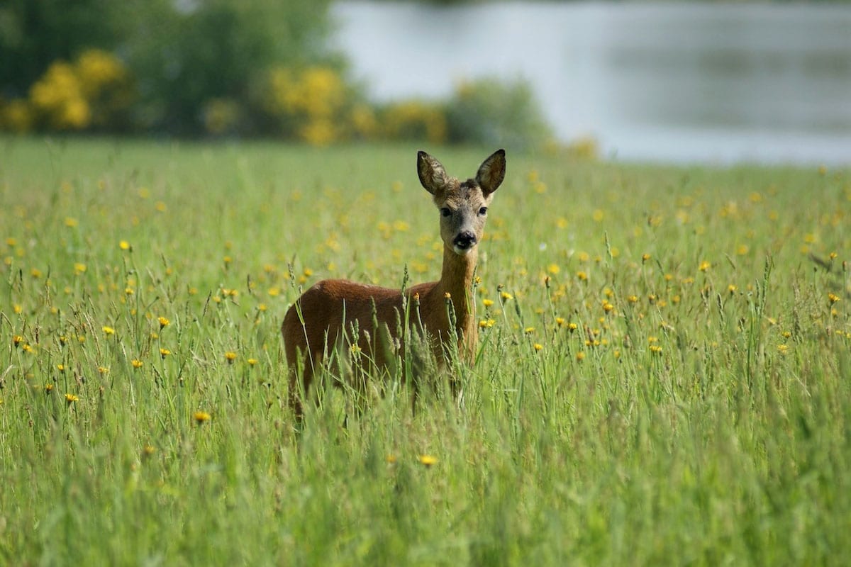 Camping des Alouettes afbeelding 2
