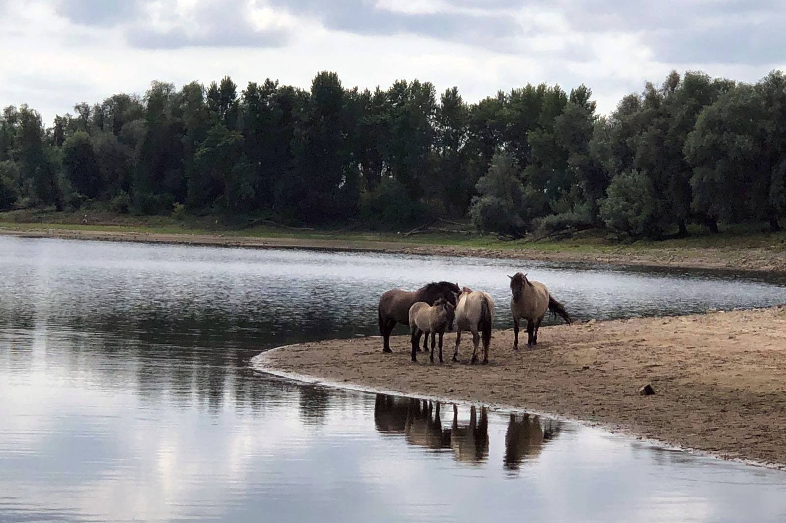 Camping De Hazelaarshof