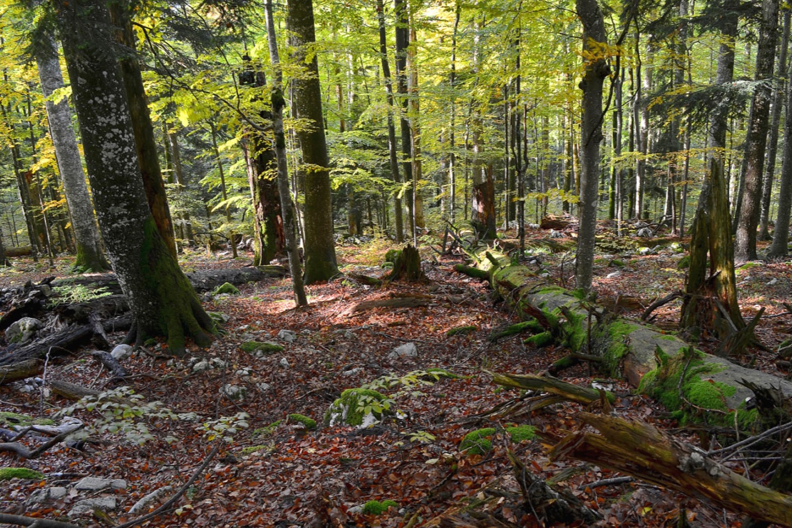 Camp Jezero Kocevsko