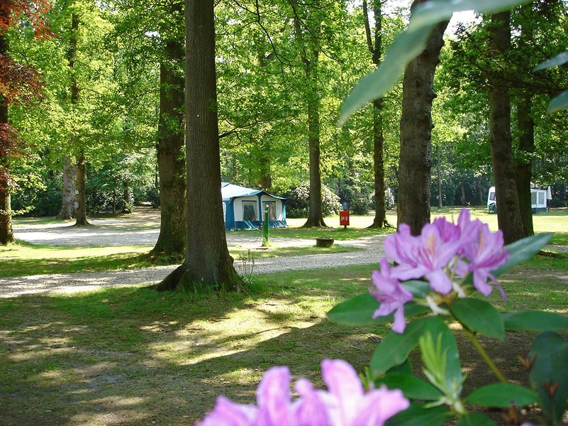 Alpine Grove Touring Park