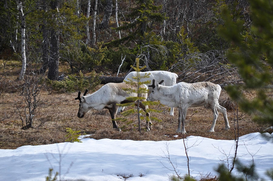 Camping Kallsedets Fjällcenter