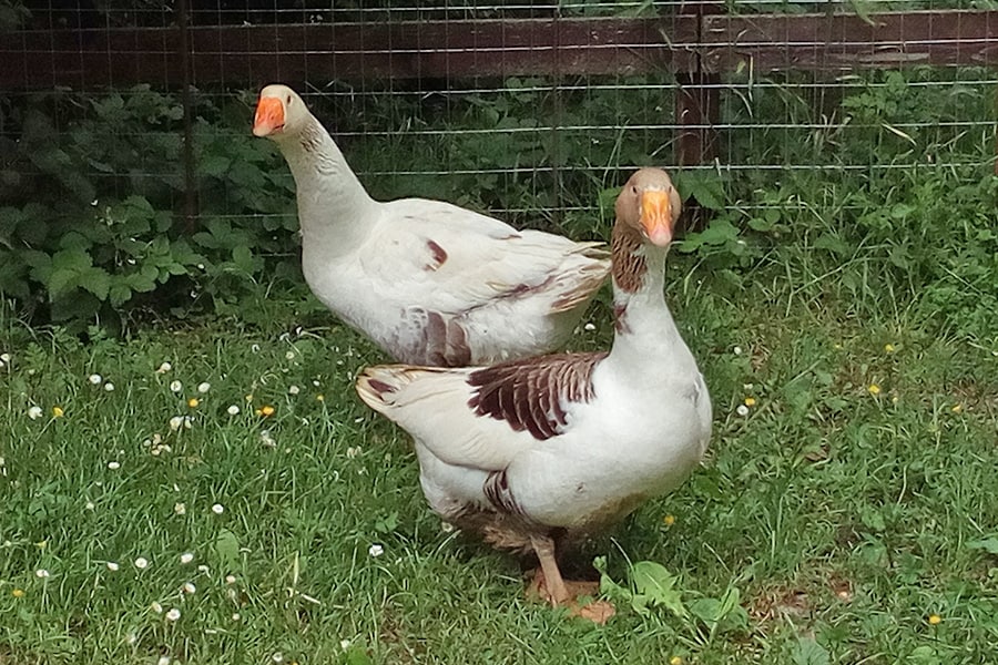 Agricampeggio La Stadera