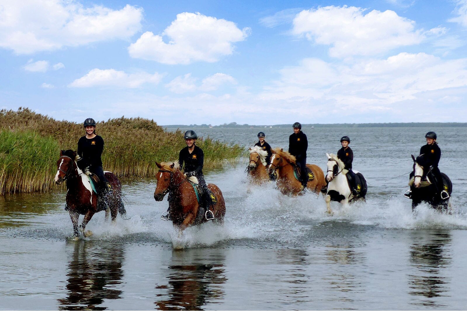 Bernsteinreiter Barth