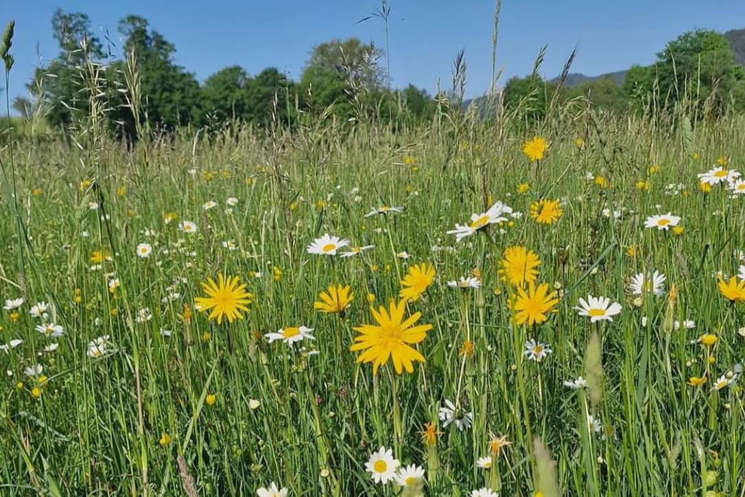 Camping Kohlhofmühl