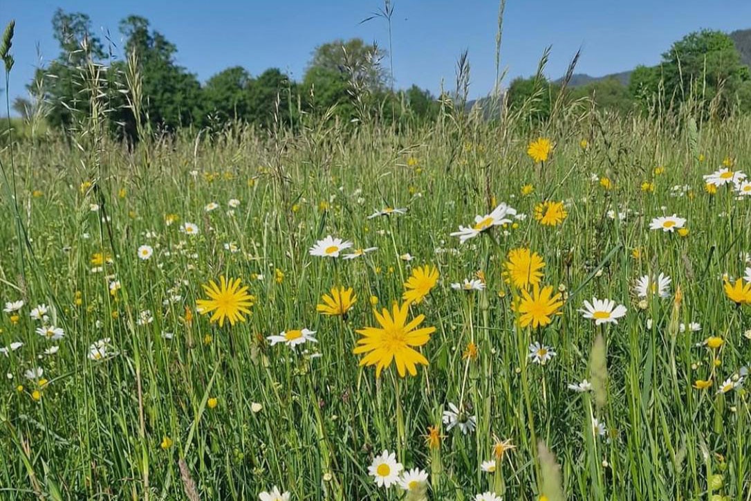 Camping Kohlhofmühl