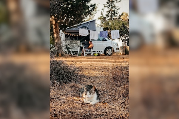 Salema Eco Camp - Regenerative Camping & Glamping