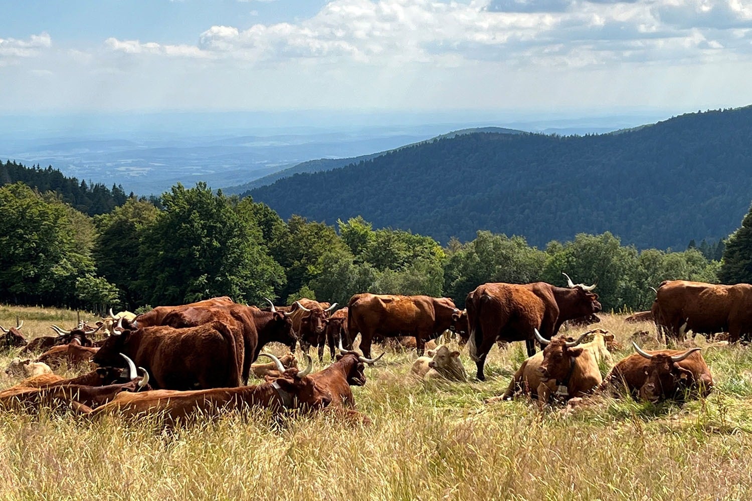 Camping L'Etang des Forges Onlycamp