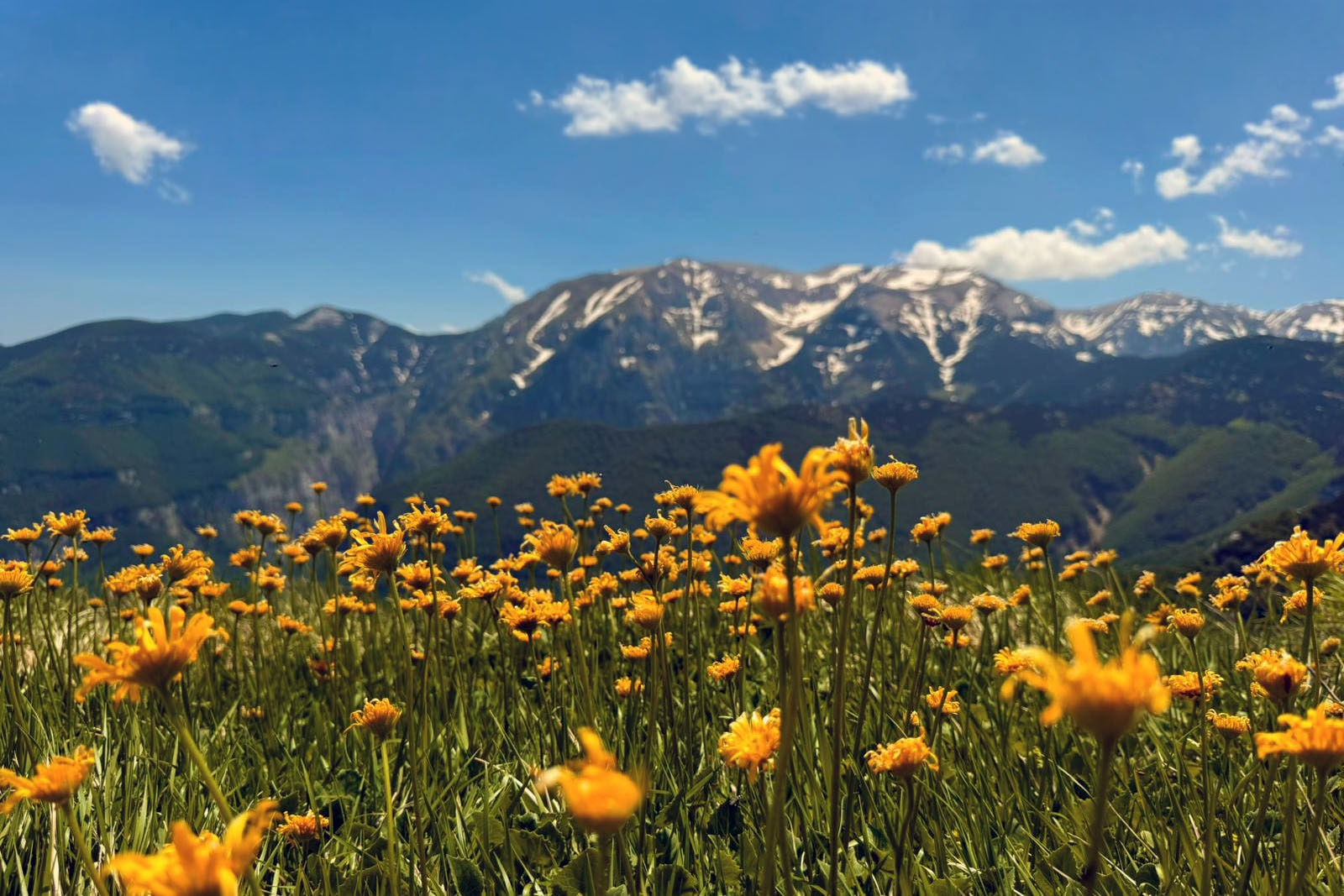 Glamping La Yurta nel Verde