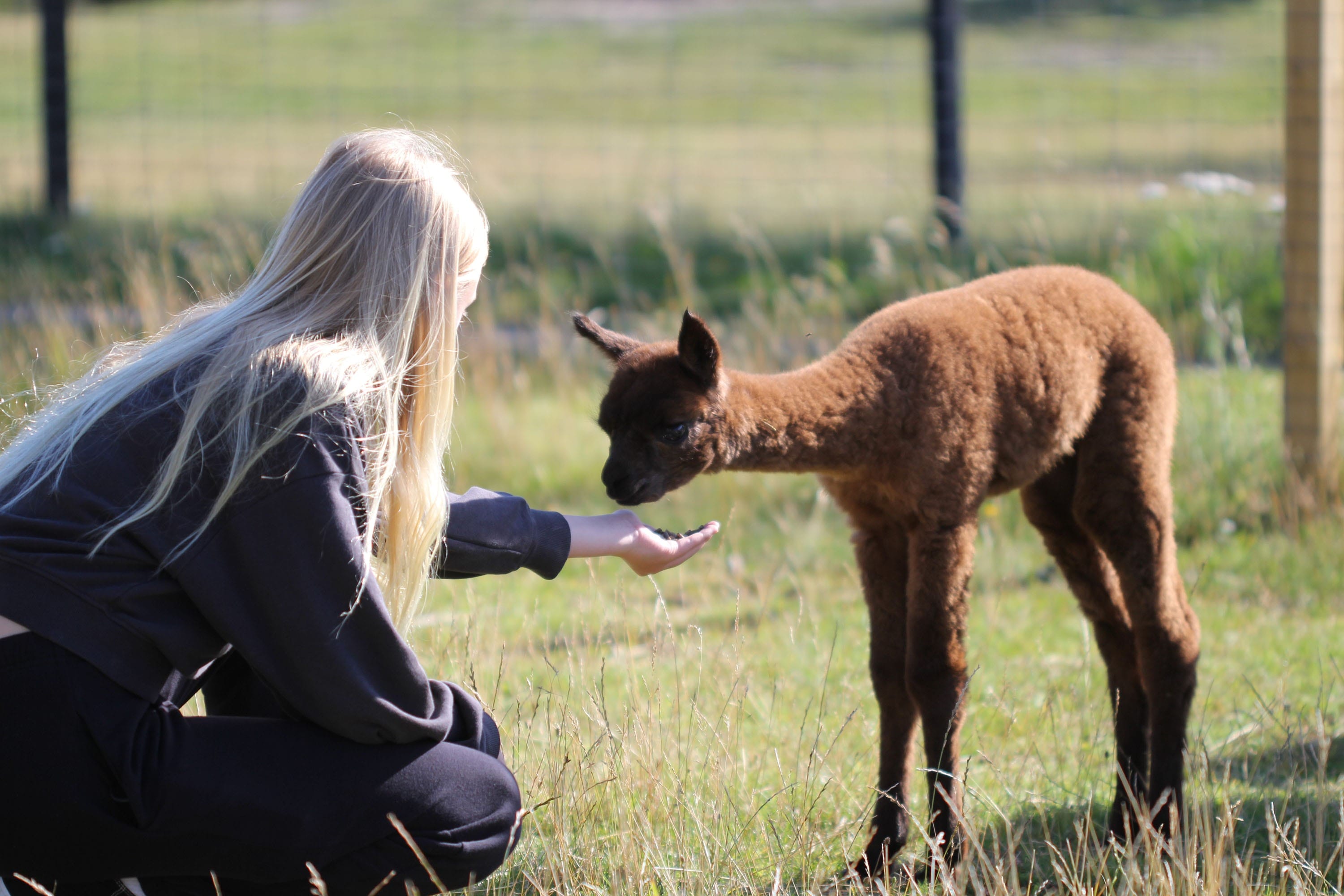 Kattegat Strand Camping