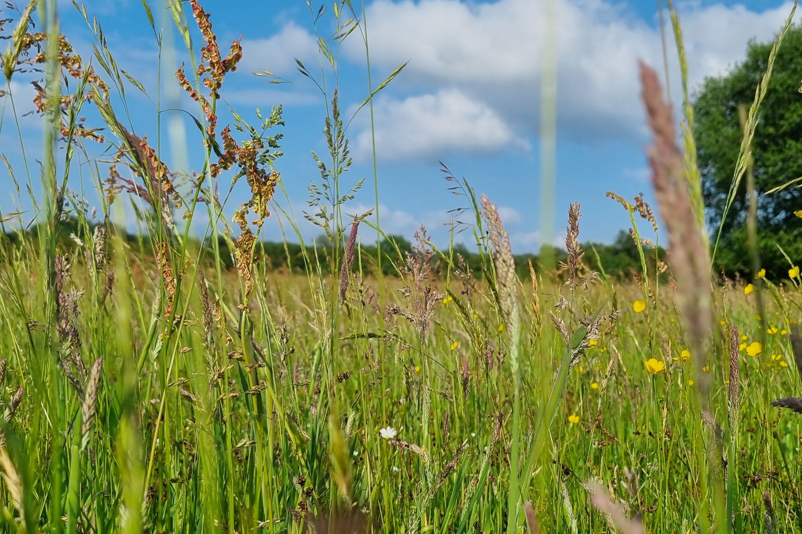 Camping Landgoed Geuzenbos