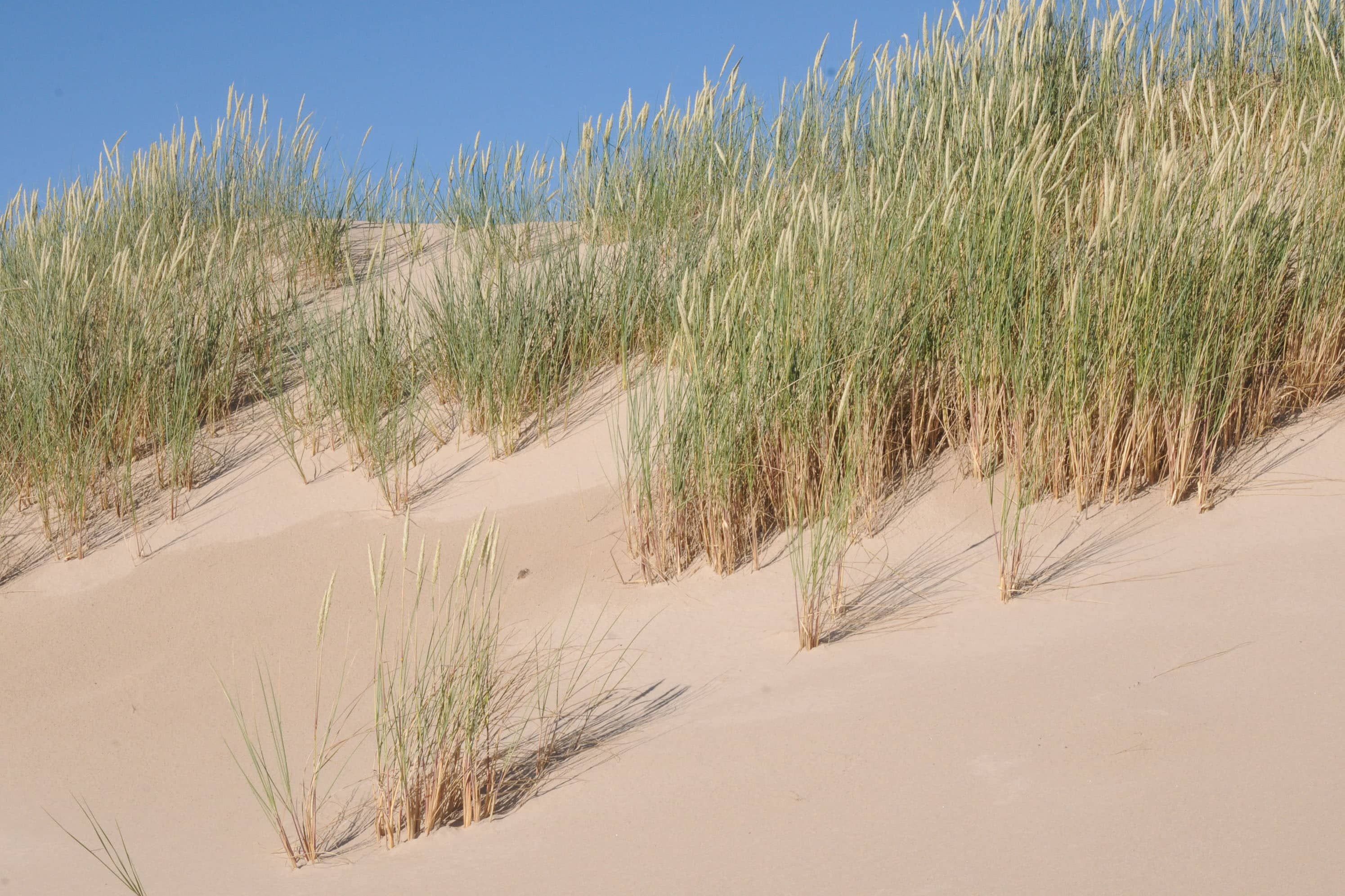 Camping Lesny Nr. 51