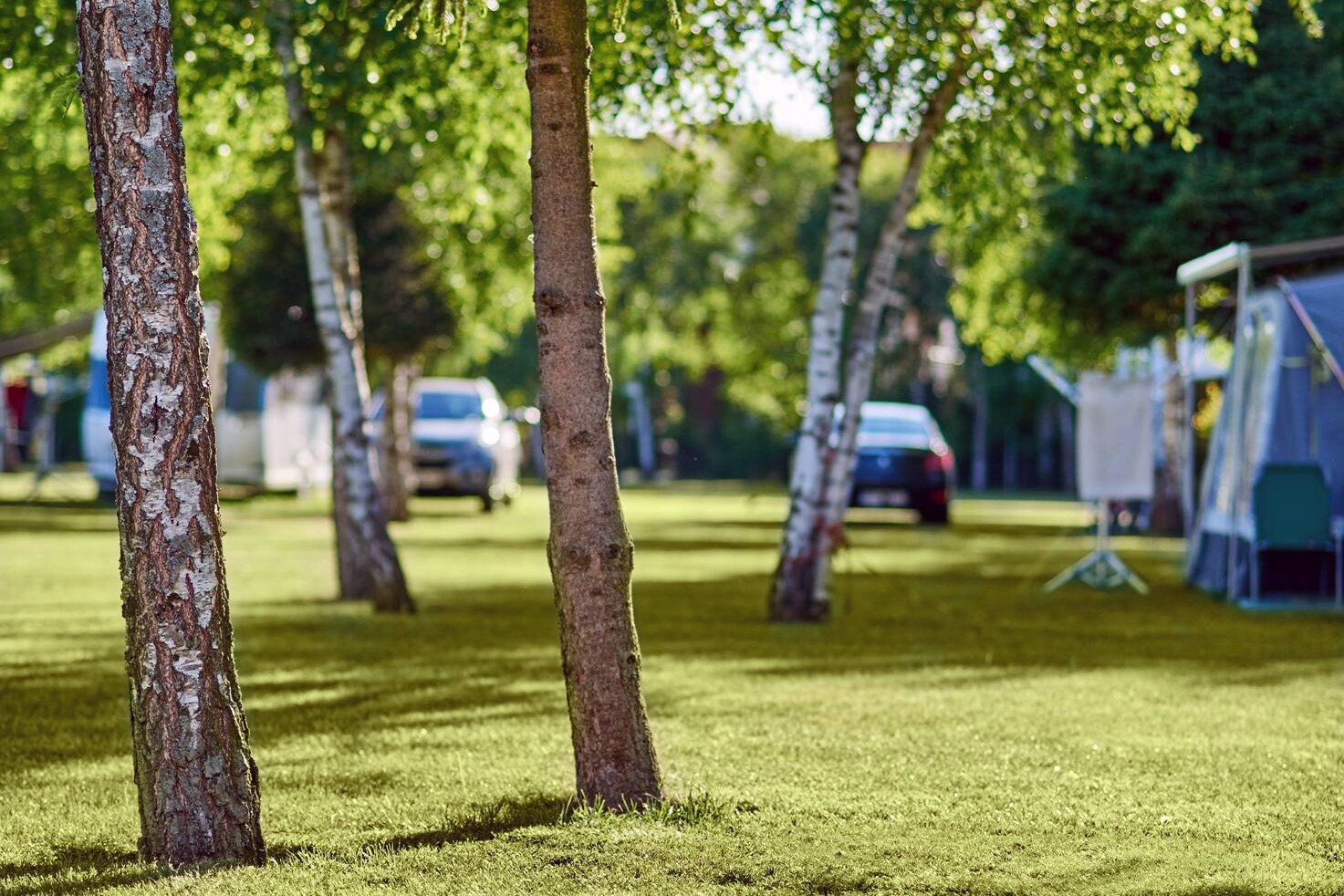 Camping Lesny Nr. 51