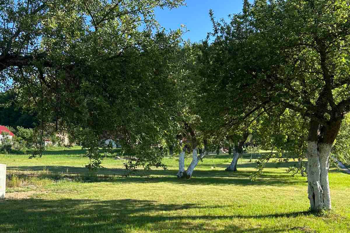 Camp Scepanovic