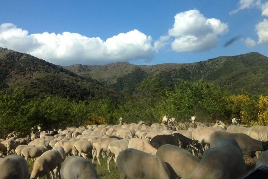 Camping La Cascade/Cevennes